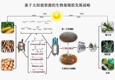北京化工大学引领生物基橡胶材料研发，国家重点研发计划项目顺利通过绩效评价