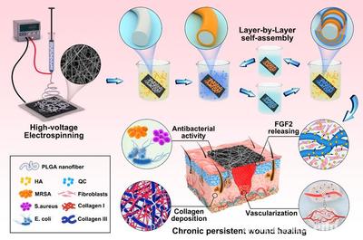 武汉大学王行环教授团队在生物医用高分子材料领域取得新进展 生物基材料技术研发突破引领未来医疗应用